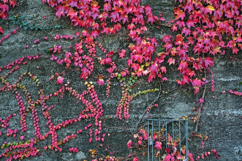 Boston ivy