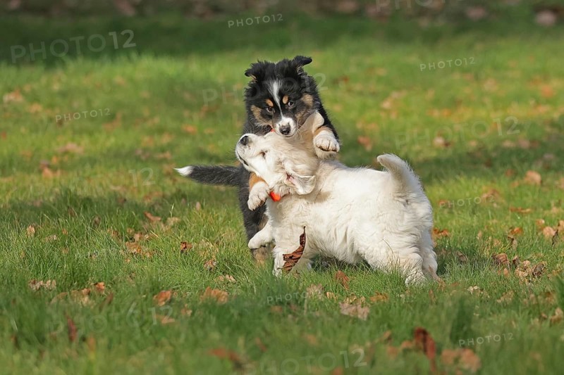 Golden Retriever and Australian Shepherd