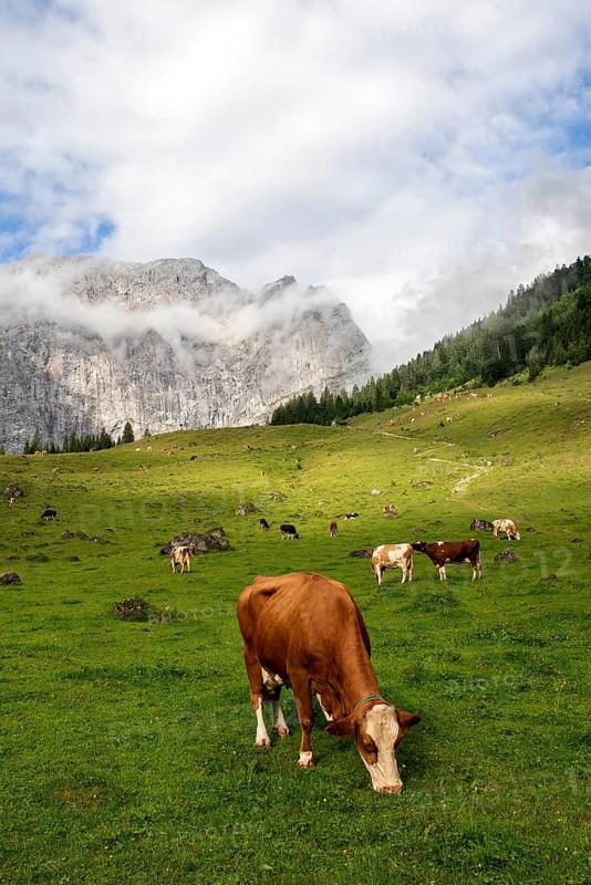 Cows on pasture