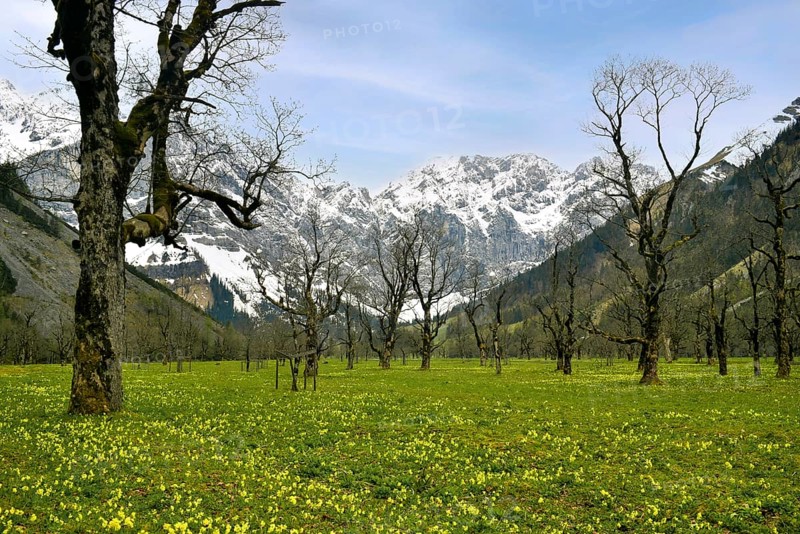 Grosser Ahornboden with meadow full of primrose