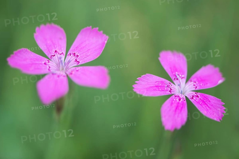 Maiden pinks