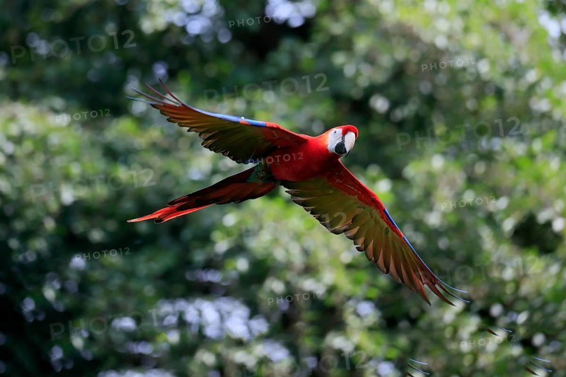 Scarlet macaw