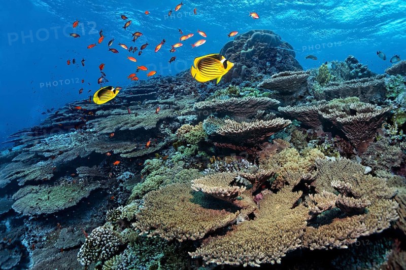 Reef top with Acropora hyacinth table coral