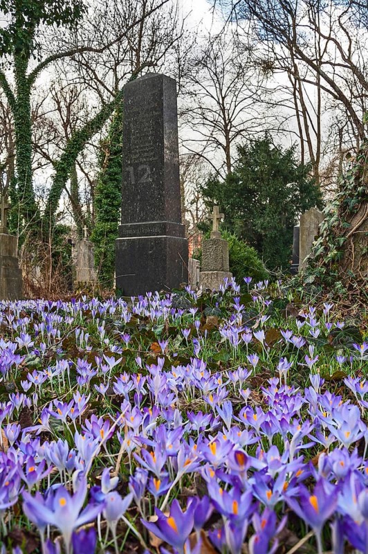 South cemetery and crocuses