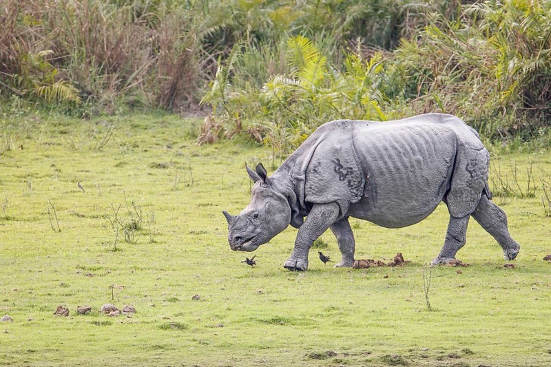 Indian rhino