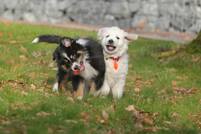 Golden Retriever and Australian Shepherd
