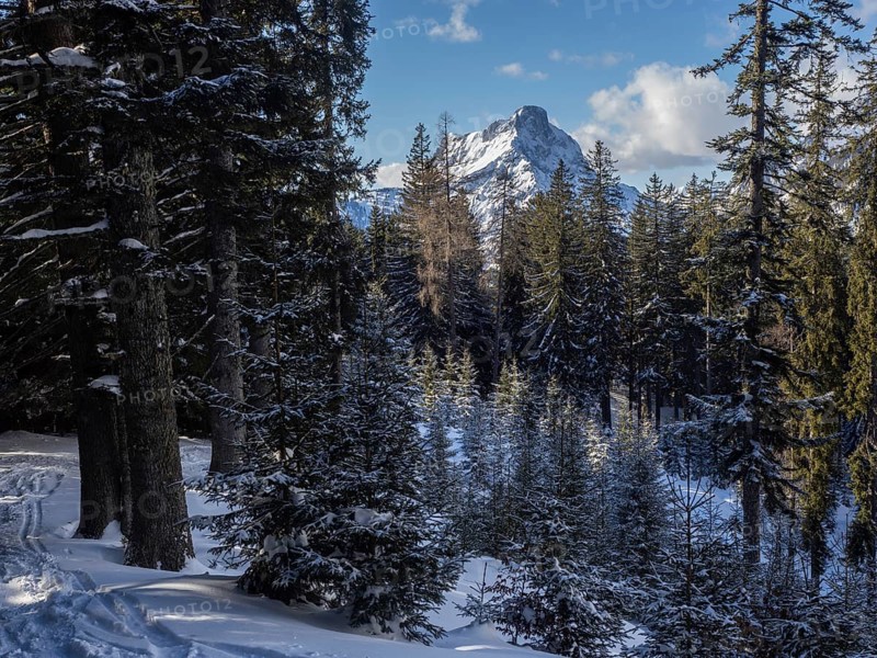 Winter landscape