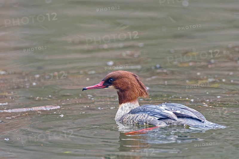 Common merganser