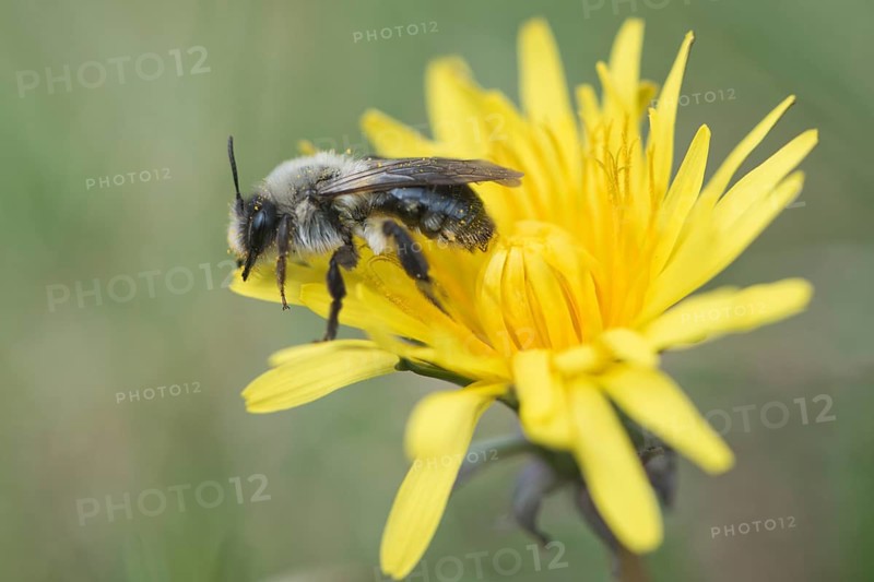 Ashy mining bee