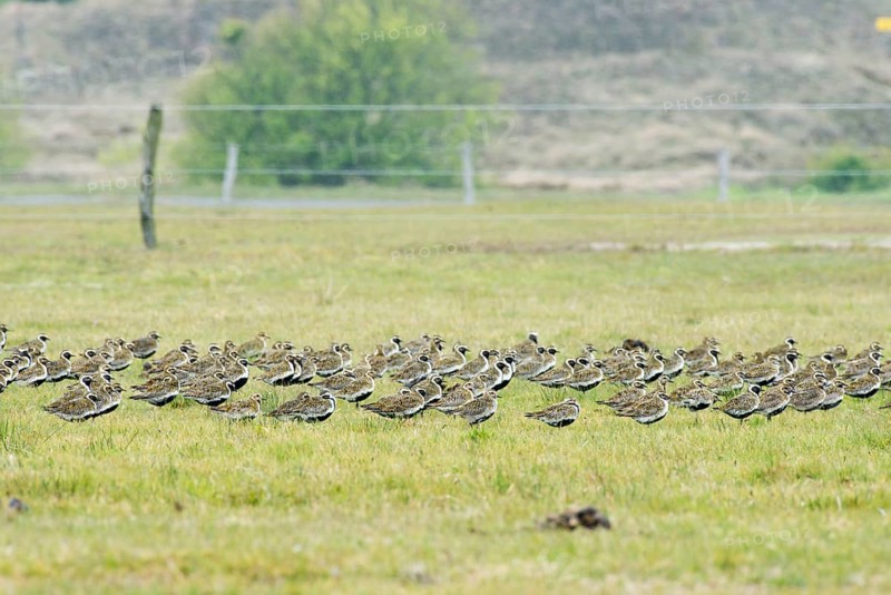 European golden plover