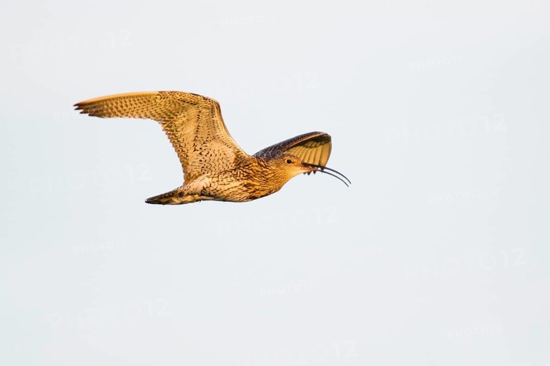 Curlew
