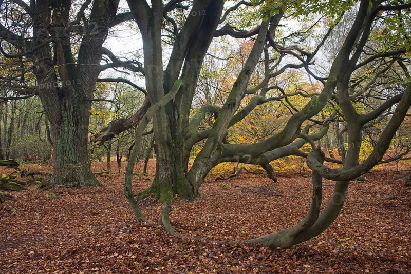 European hornbeams
