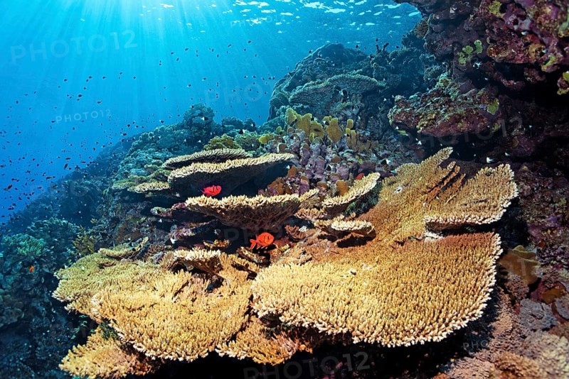 Acropora table coral