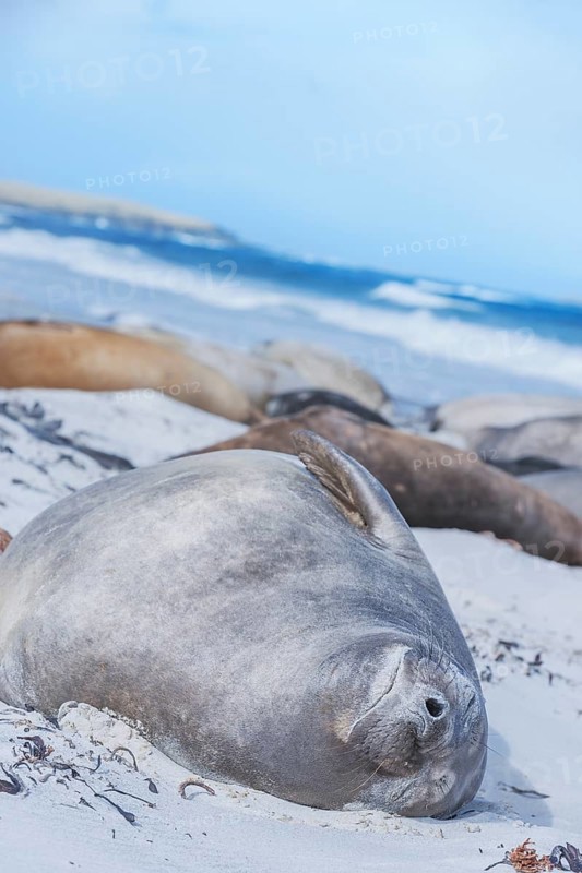 Southern Elephant Seal