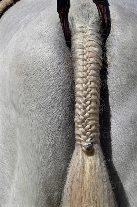 Festively plaited tail of a white horse