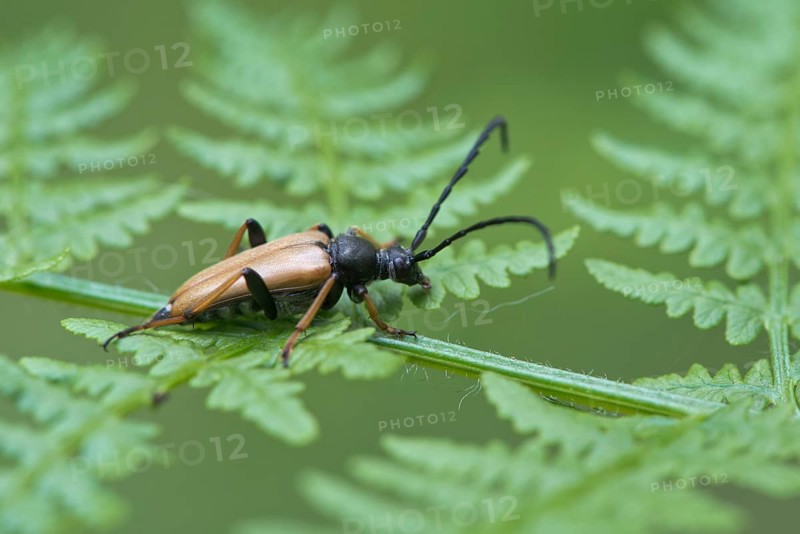 Red longhorn beetle