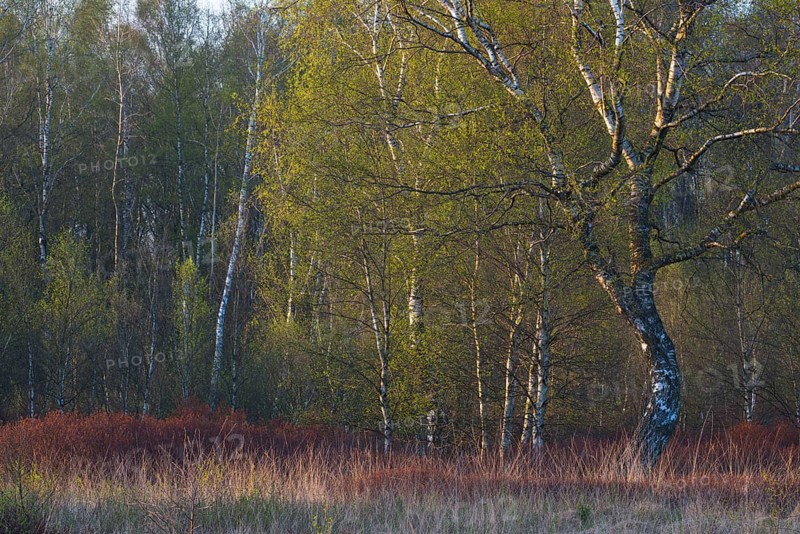 Warty birch