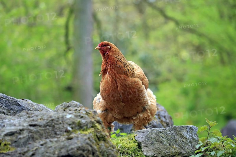 Brahma chicken