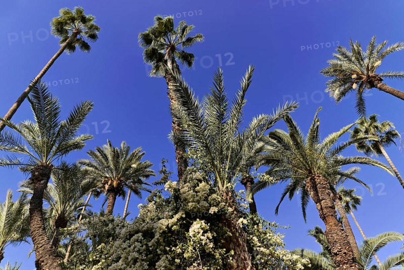 Jardin Majorelle