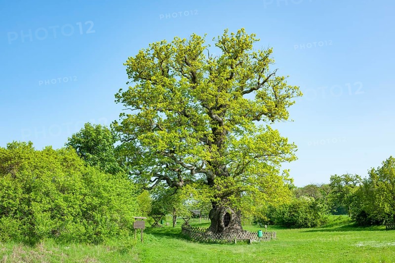 Royal oak