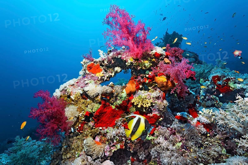 Typical coral reef with various soft corals