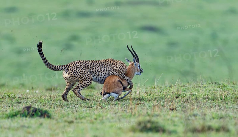 Cheetah