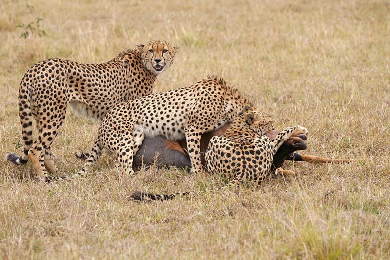 Four male cheetahs