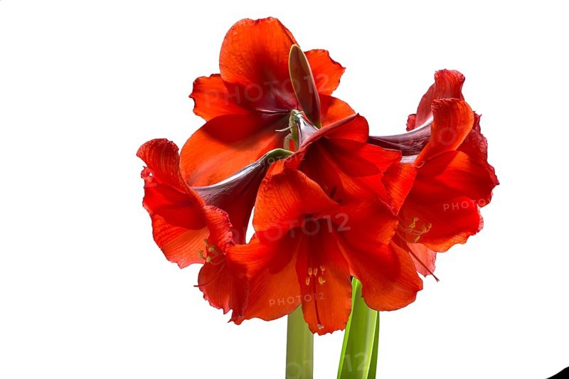 Amaryllis flowers on a white background