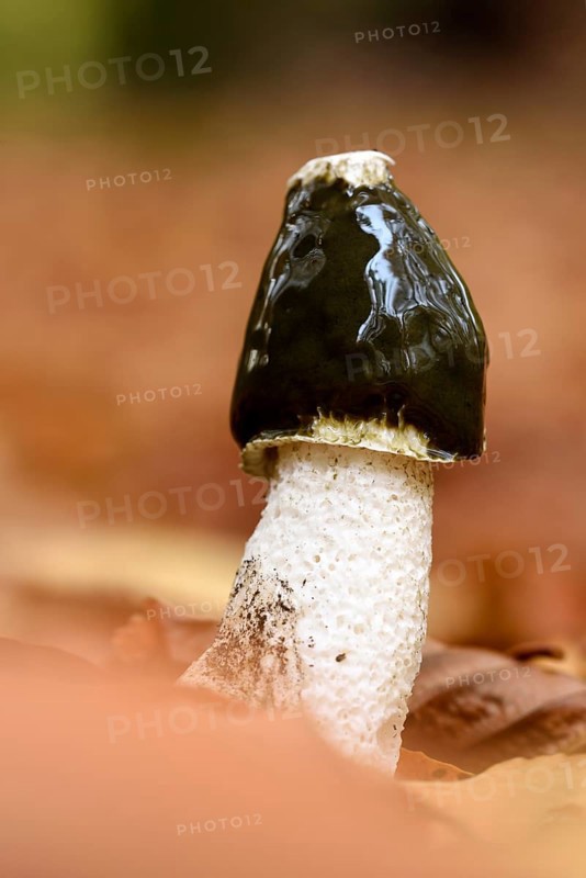 Common stinkhorn