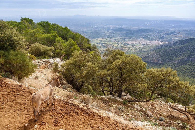 Donkey with landscape at the castle Castell dAlaro holiday travel in Majorca