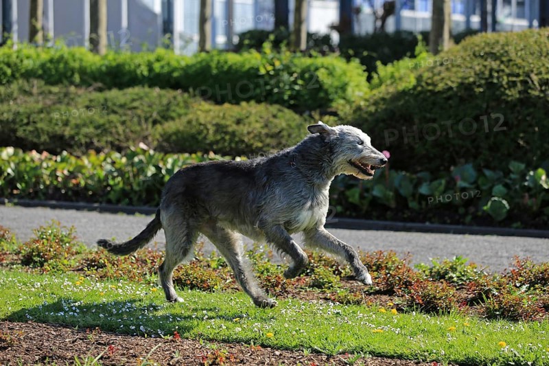 Running Wolfhound