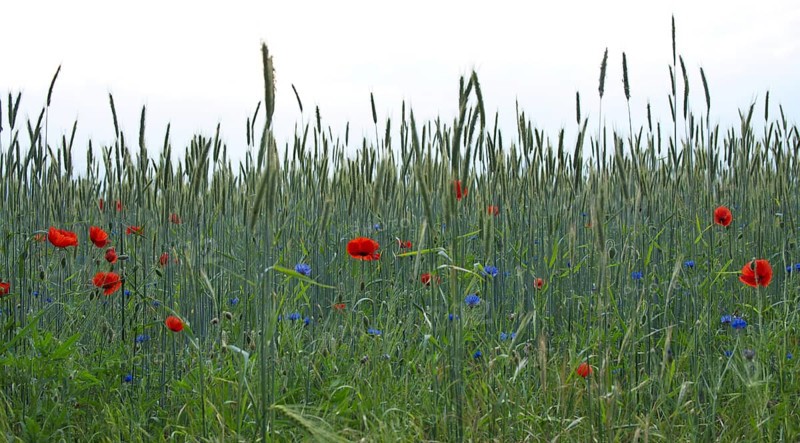 Field edge with flowering poppies at a former sewage field near Ruhlsdorf
