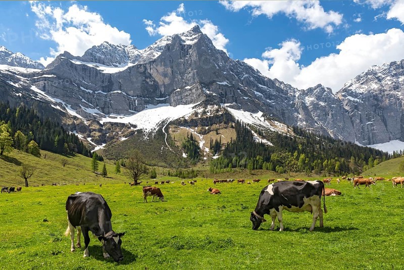 Cows on the mountain pasture in early summer