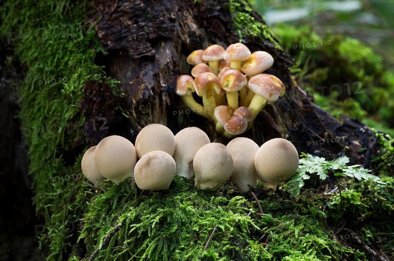 Pear-shaped puffball