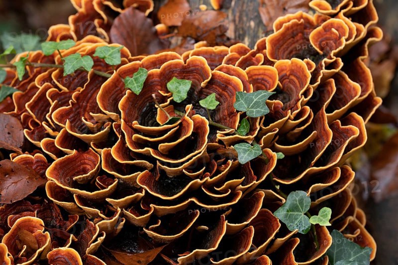 Brown velvet layer fungus