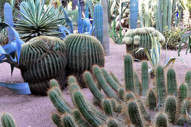 Jardin Majorelle