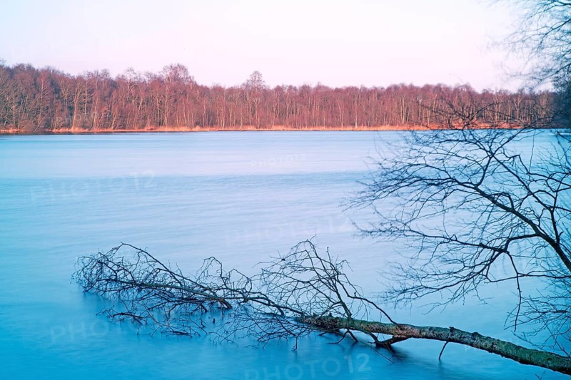 Fallen tree