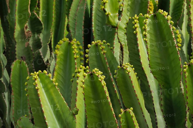 Several candelabra tree