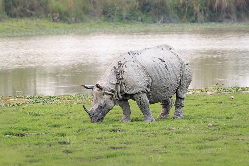 Indian rhino
