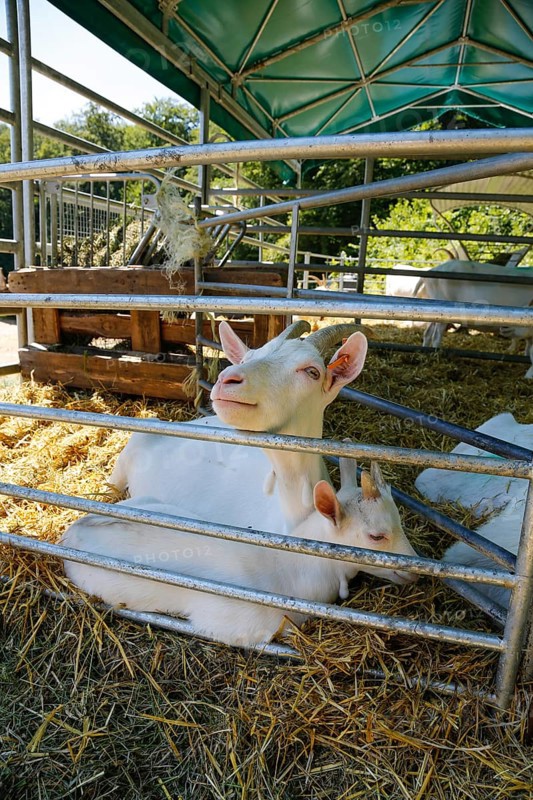 White goats
