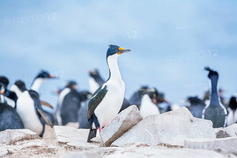 Imperial shag