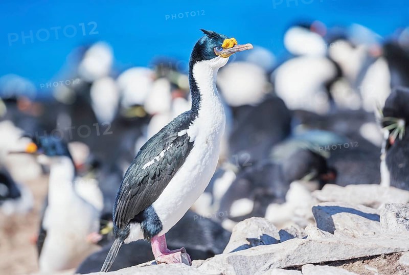 Imperial shags