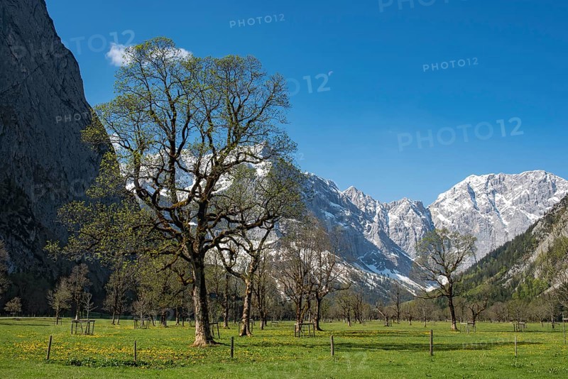 Mountain maple trees