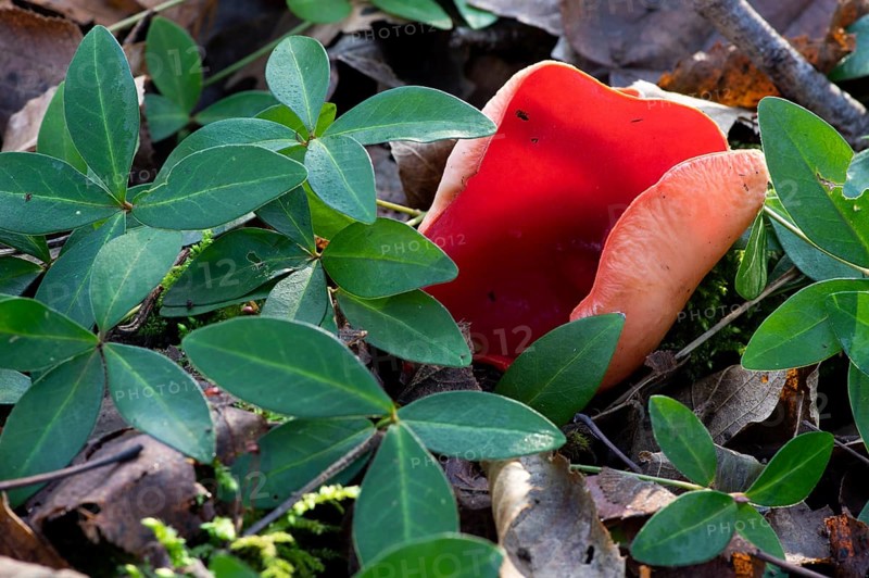 Scarlet elf cup