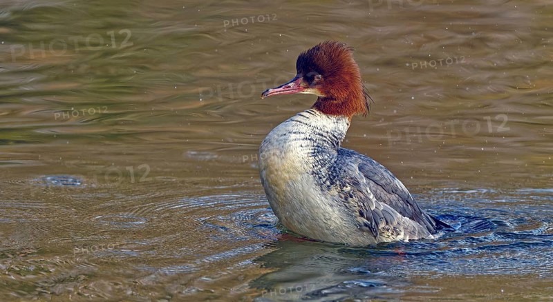 Common merganser