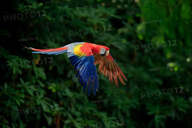 Scarlet macaw