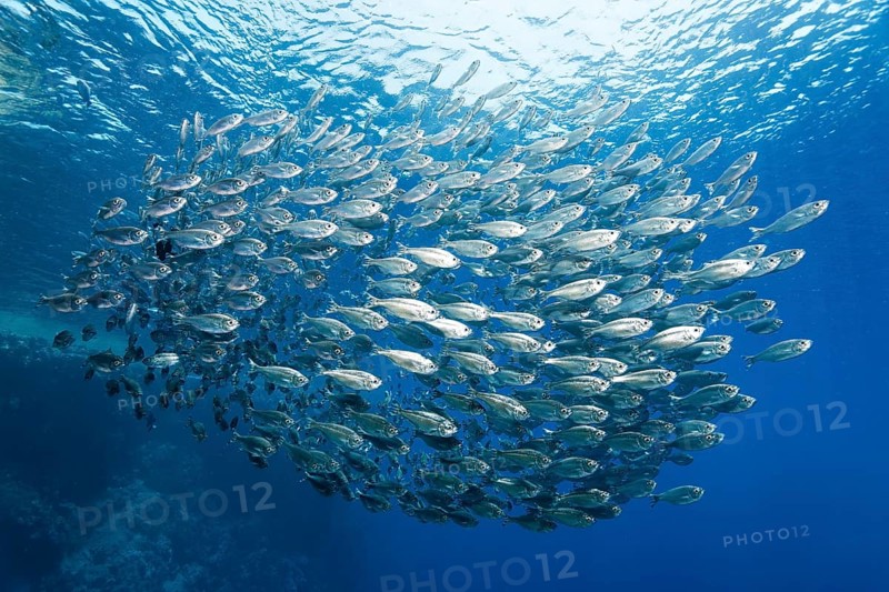 Shoal of five-striped tails