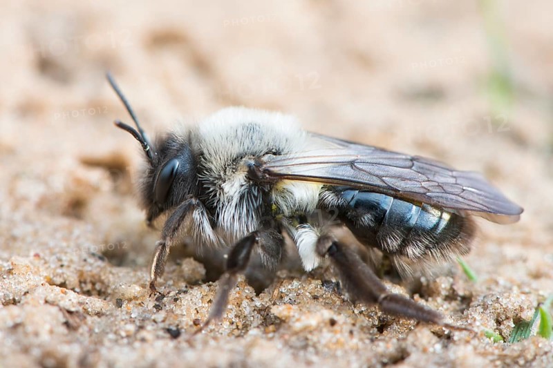 Ashy mining bee