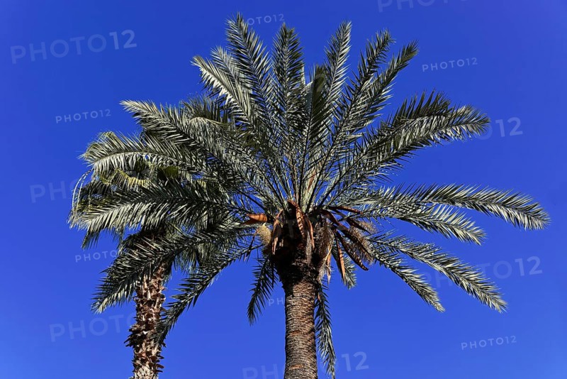 Jardin Majorelle