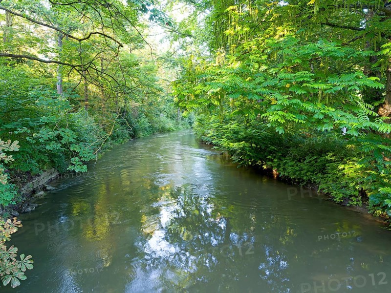 River Ilm with riparian vegetation
